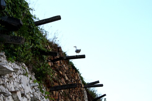 Foto de Raruto en Galicia - A coruï¿½a