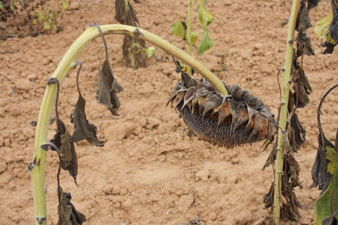 Foto de Raruto en Madrid