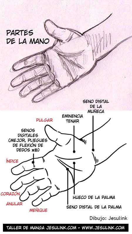 Cómo dibujar manos - Jesulink.com Cómo dibujar manos - Jesulink.com