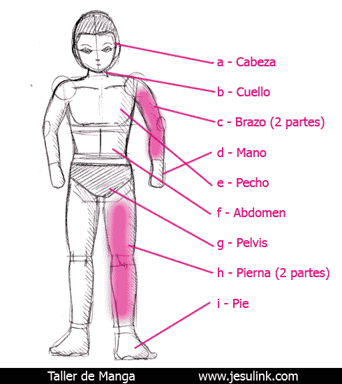 Taller de Manga dibujo esqueleto humano jesulink